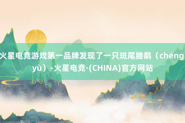 火星电竞游戏第一品牌发现了一只斑尾塍鹬（chéng yù）-